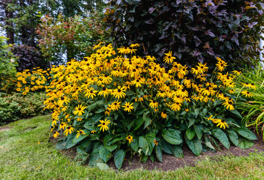 Bush of black-eyed susans